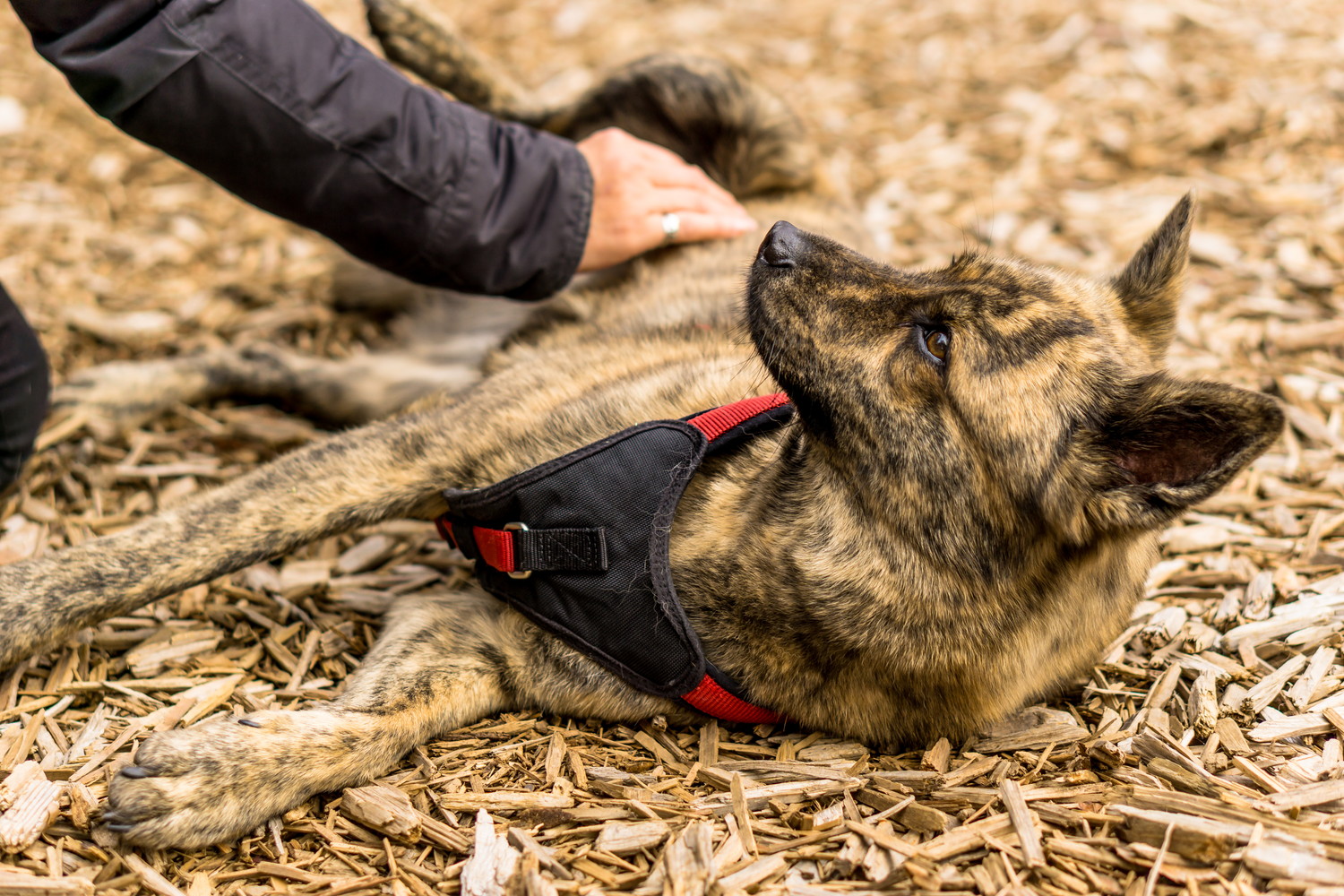 飼い主になでられてお腹を見せる甲斐犬