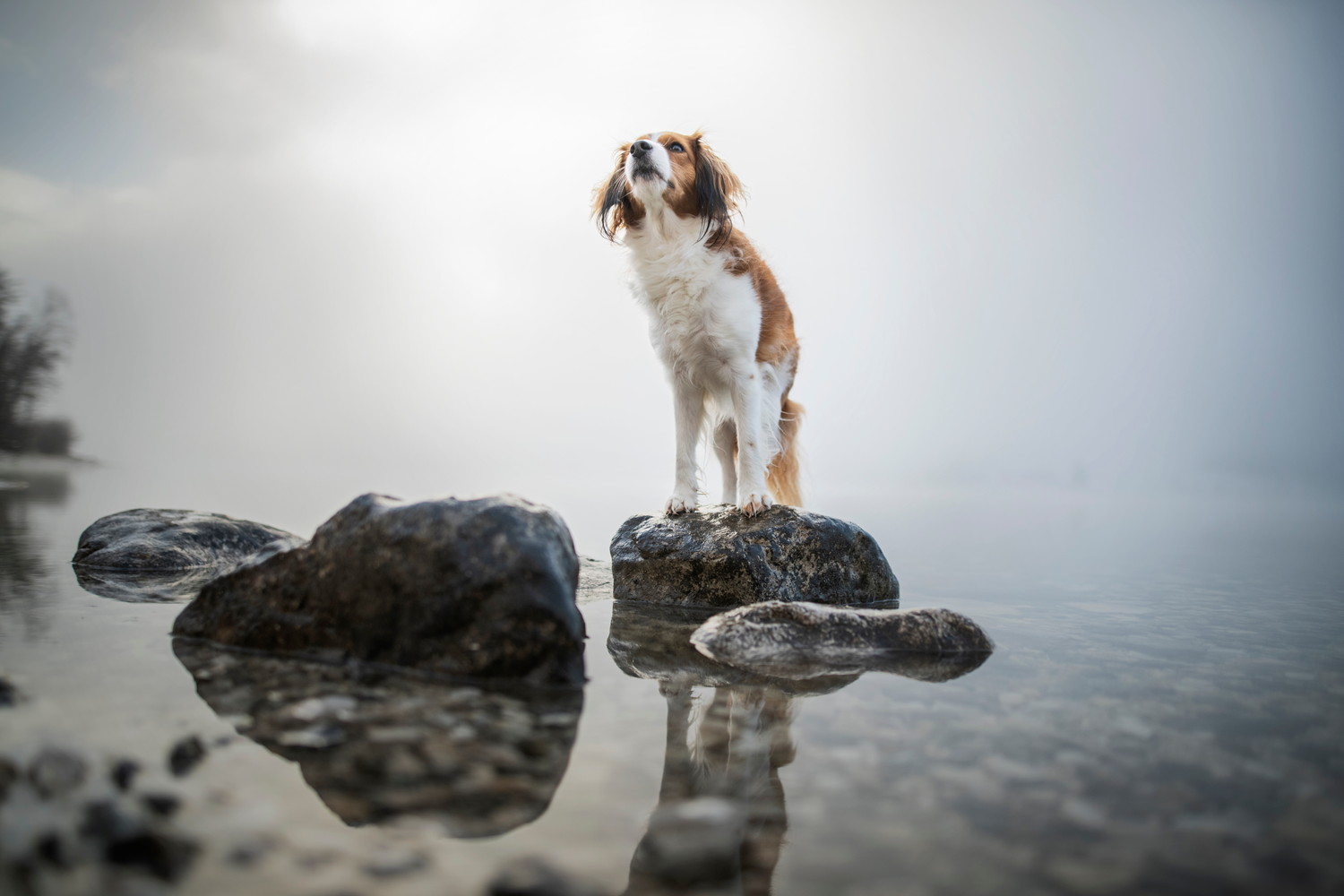 湖の岩場に立つコーイケルホンディエ