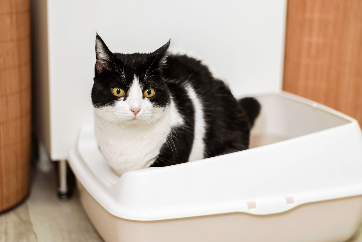 トイレに入ってどこかを見つめる猫