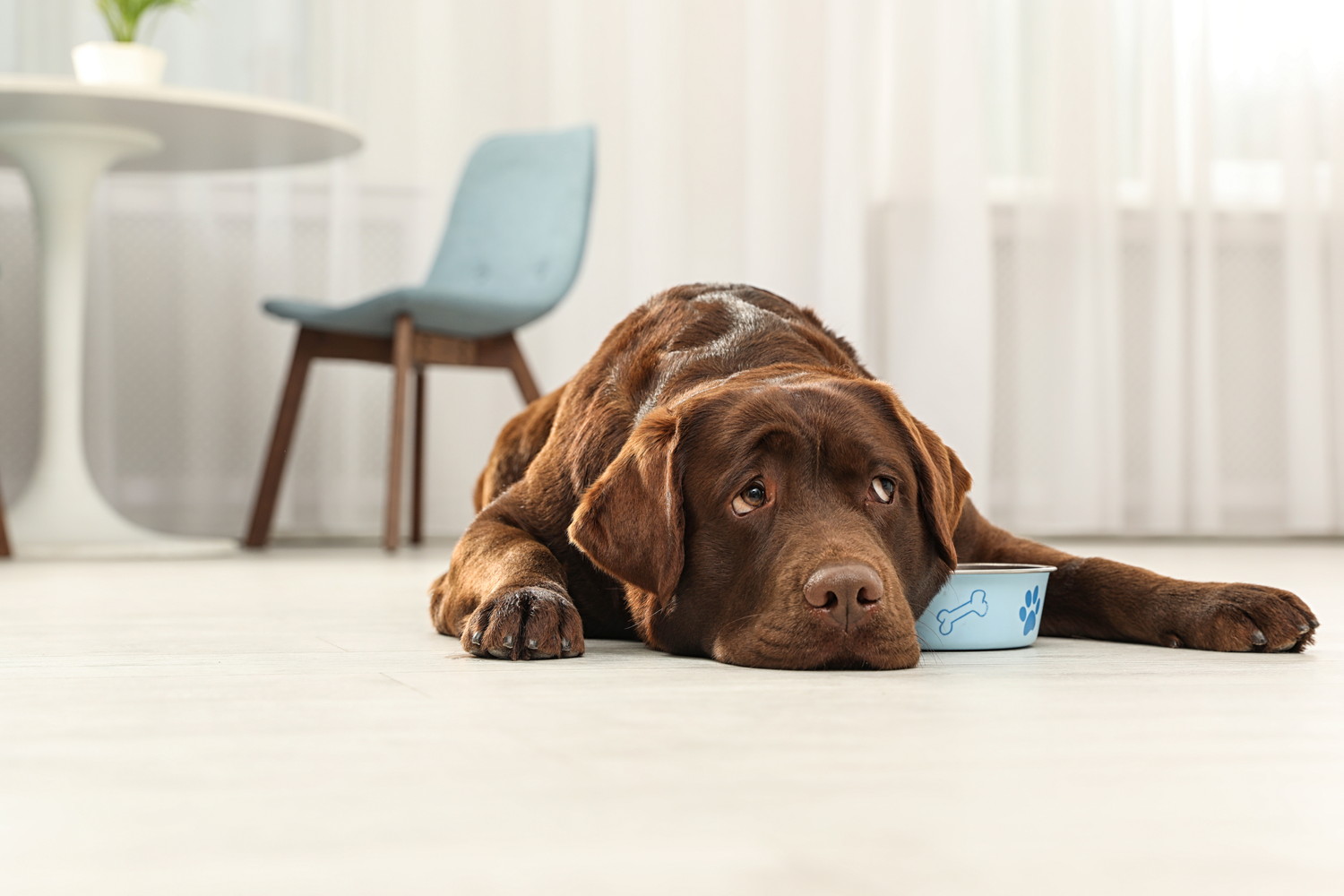 食器を抱え込みながら悲し気な表情で伏せる犬