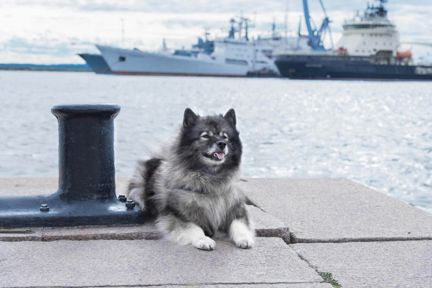 波止場で伏せているキースホンド