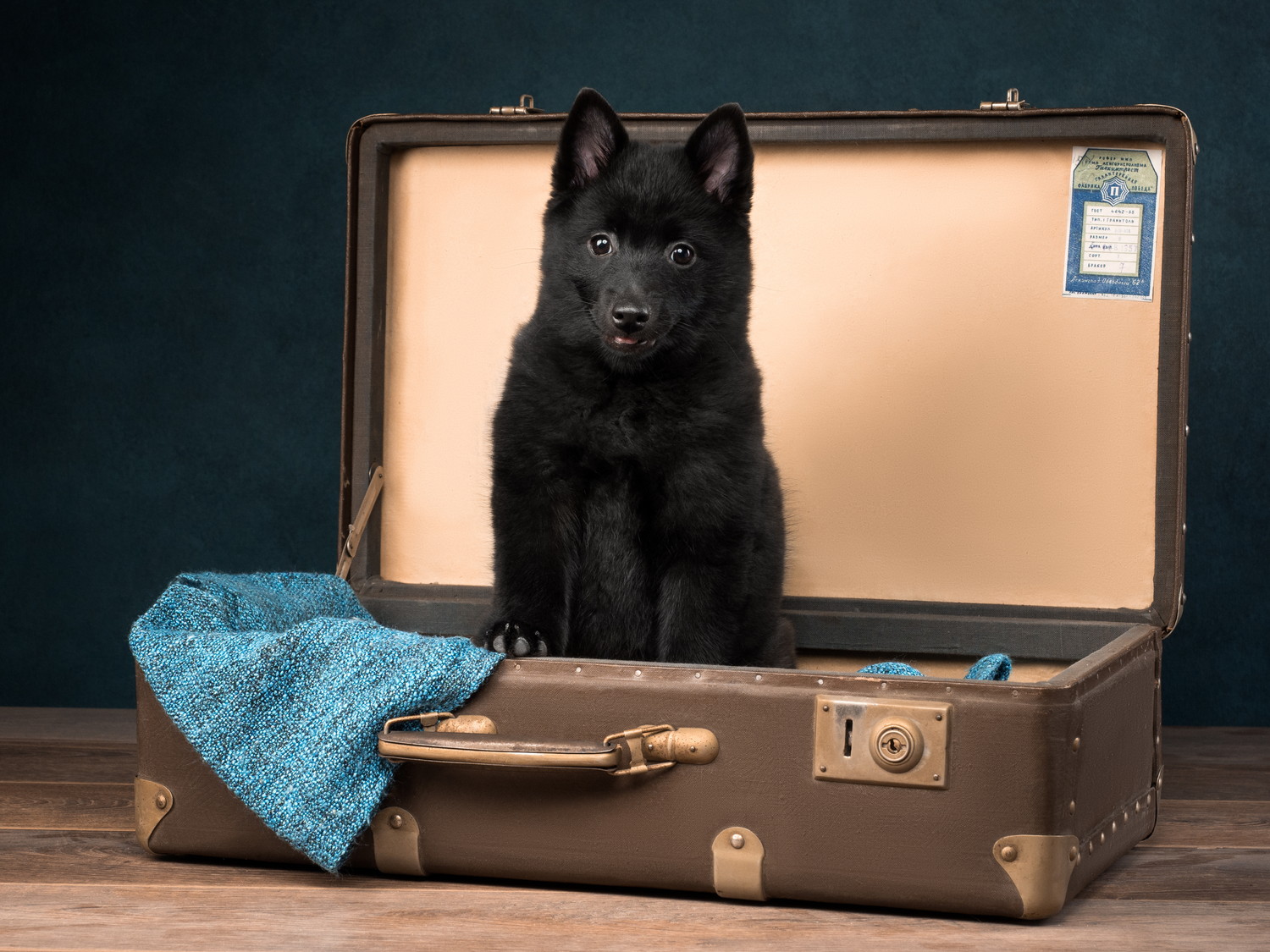 旅行鞄の中でお座りをするスキッパーキの子犬