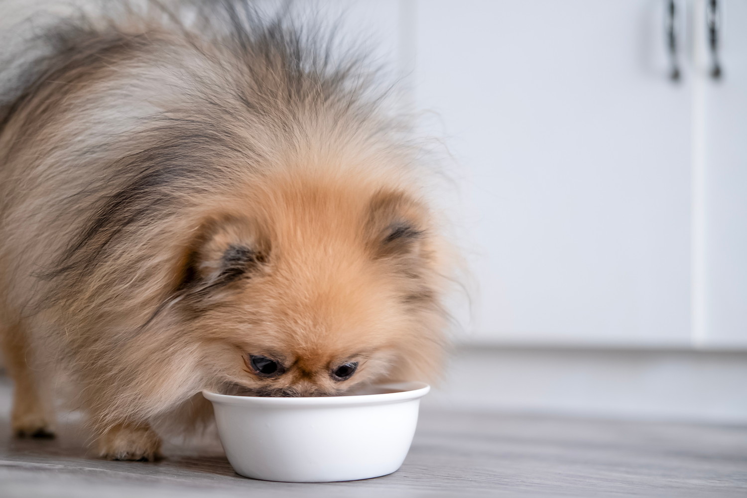 食器からフードを食べている犬