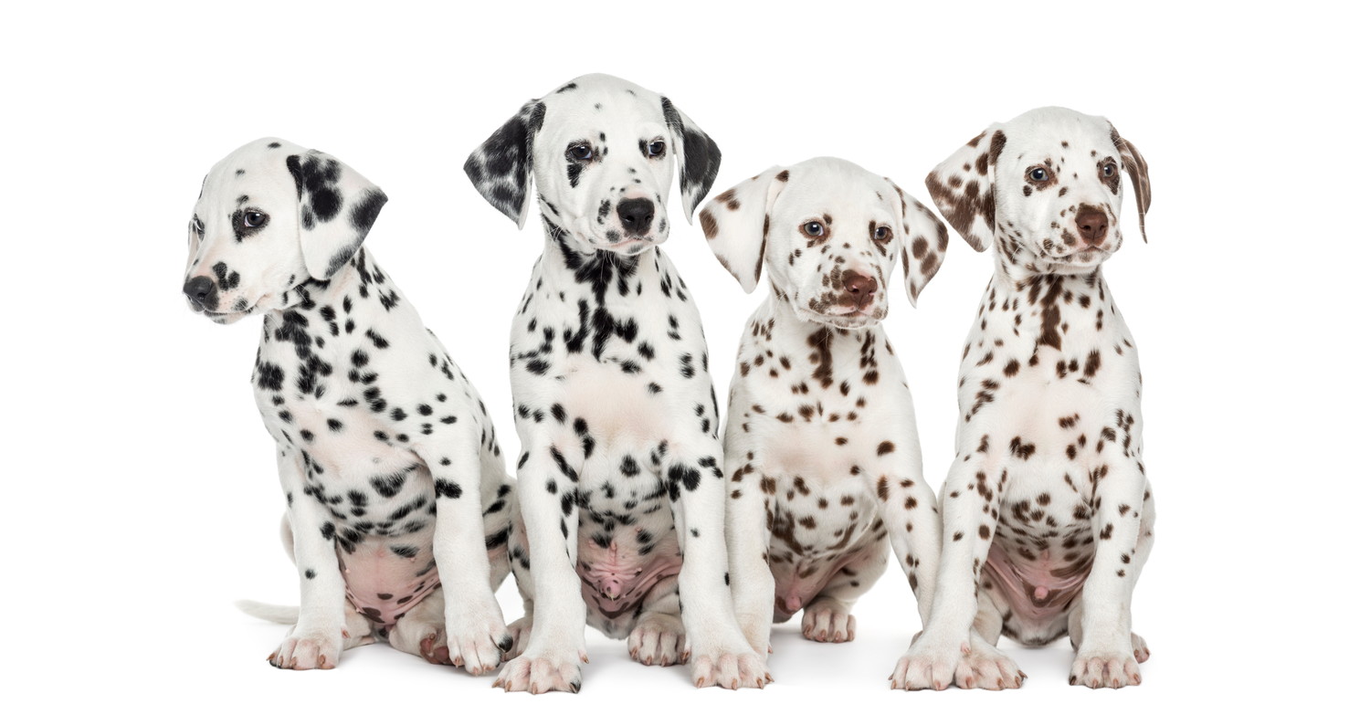 並んで座る4頭のダルメシアンの子犬