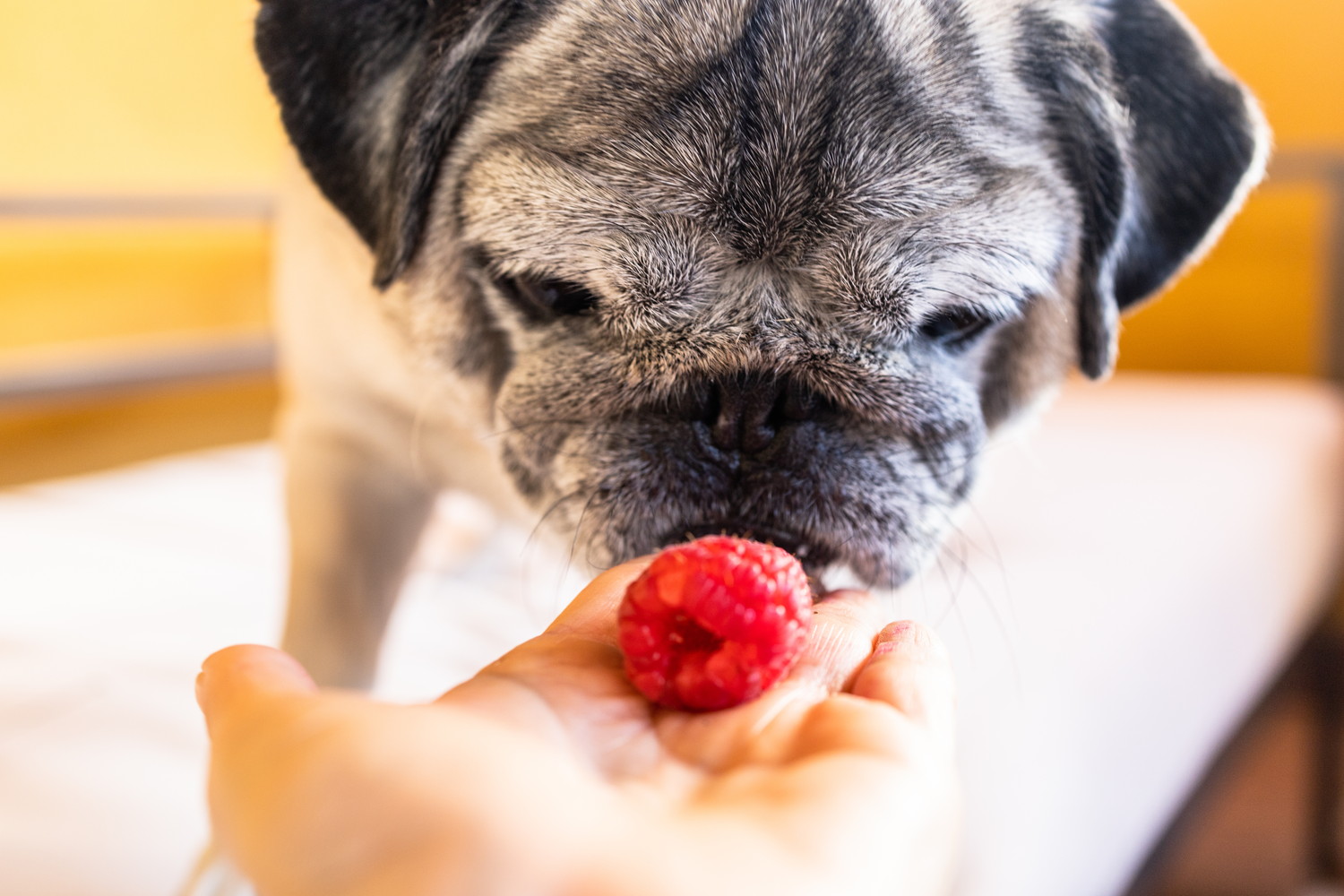 飼い主の手の上にあるラズベリーに興味を示す犬
