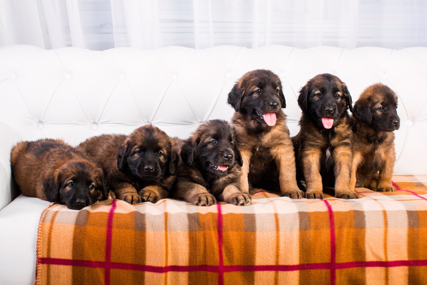 ソファの上でレオンベルガーの子犬たちが並んでいる光景