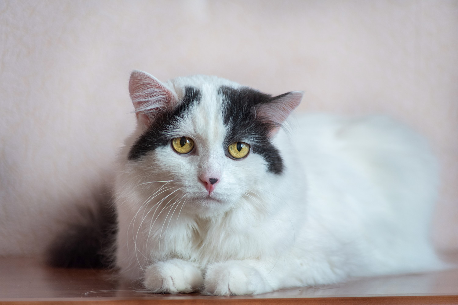 悲しげな表情で伏せている猫