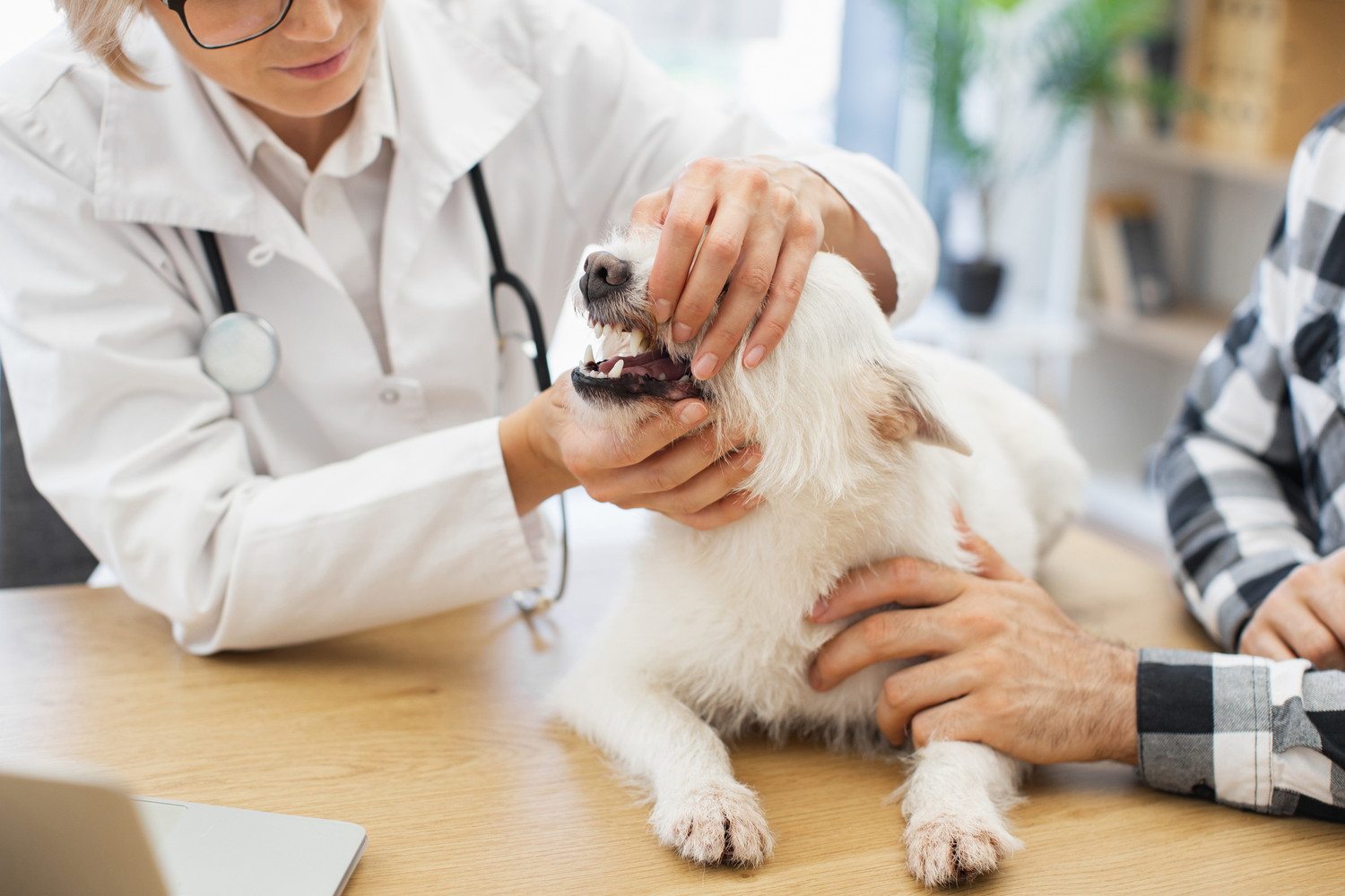 獣医師に口の中をチェックされている犬