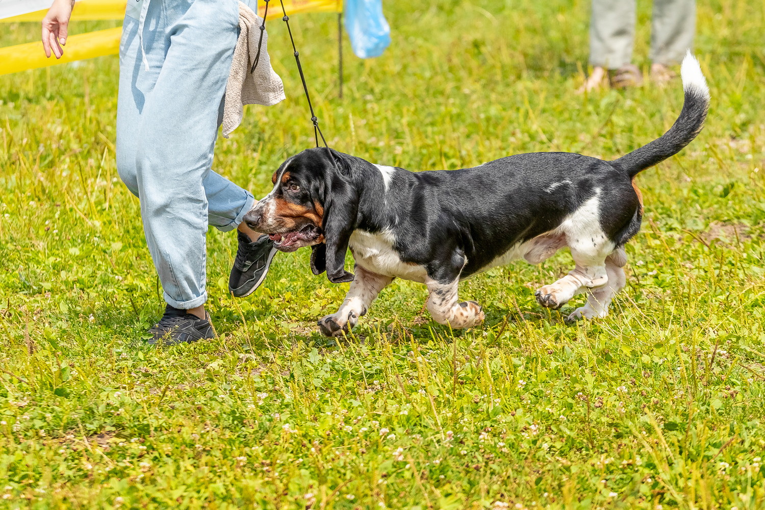 飼い主と一緒に公園を歩くバセットハウンド