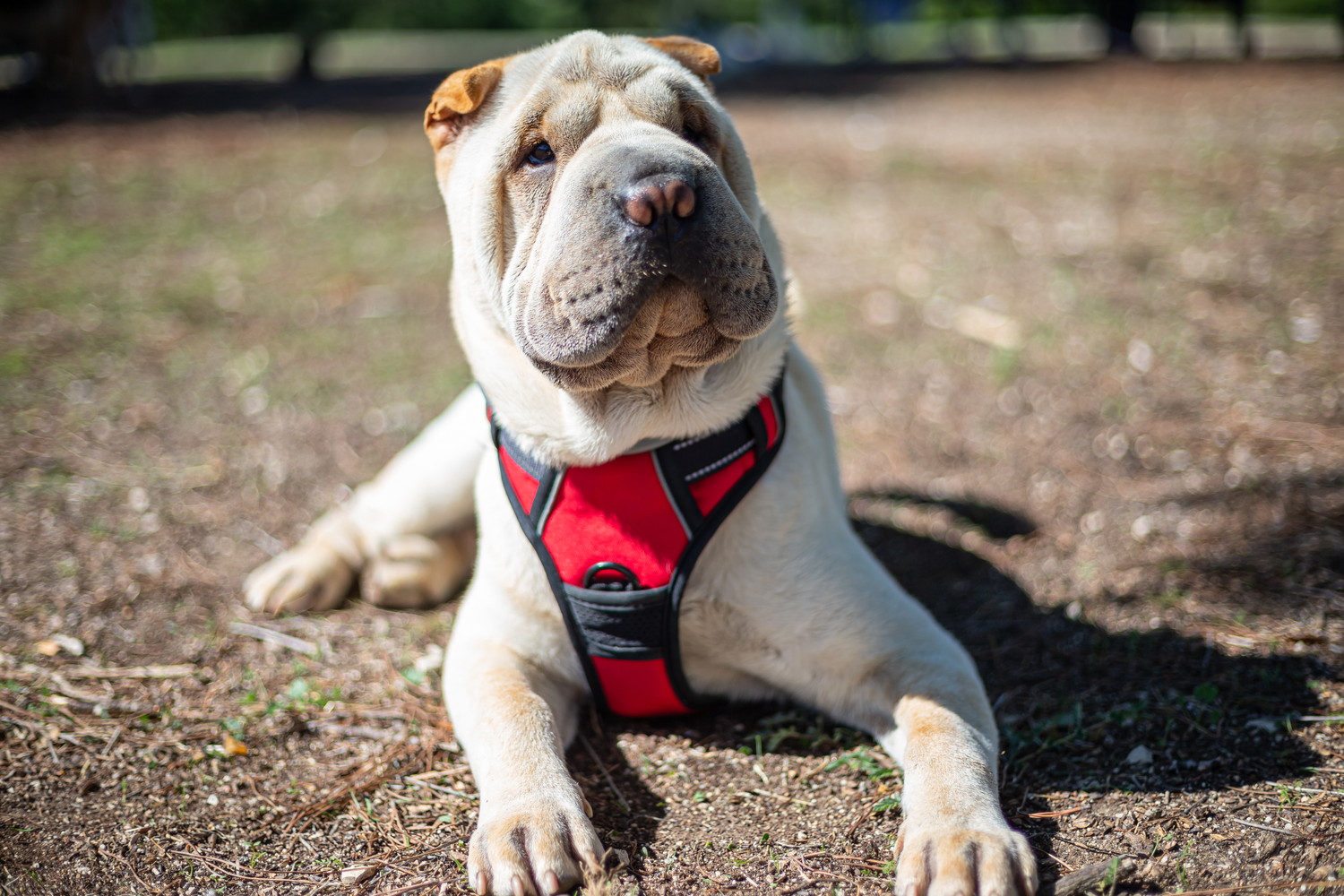 ハーネスを着けて伏せているシャーペイ