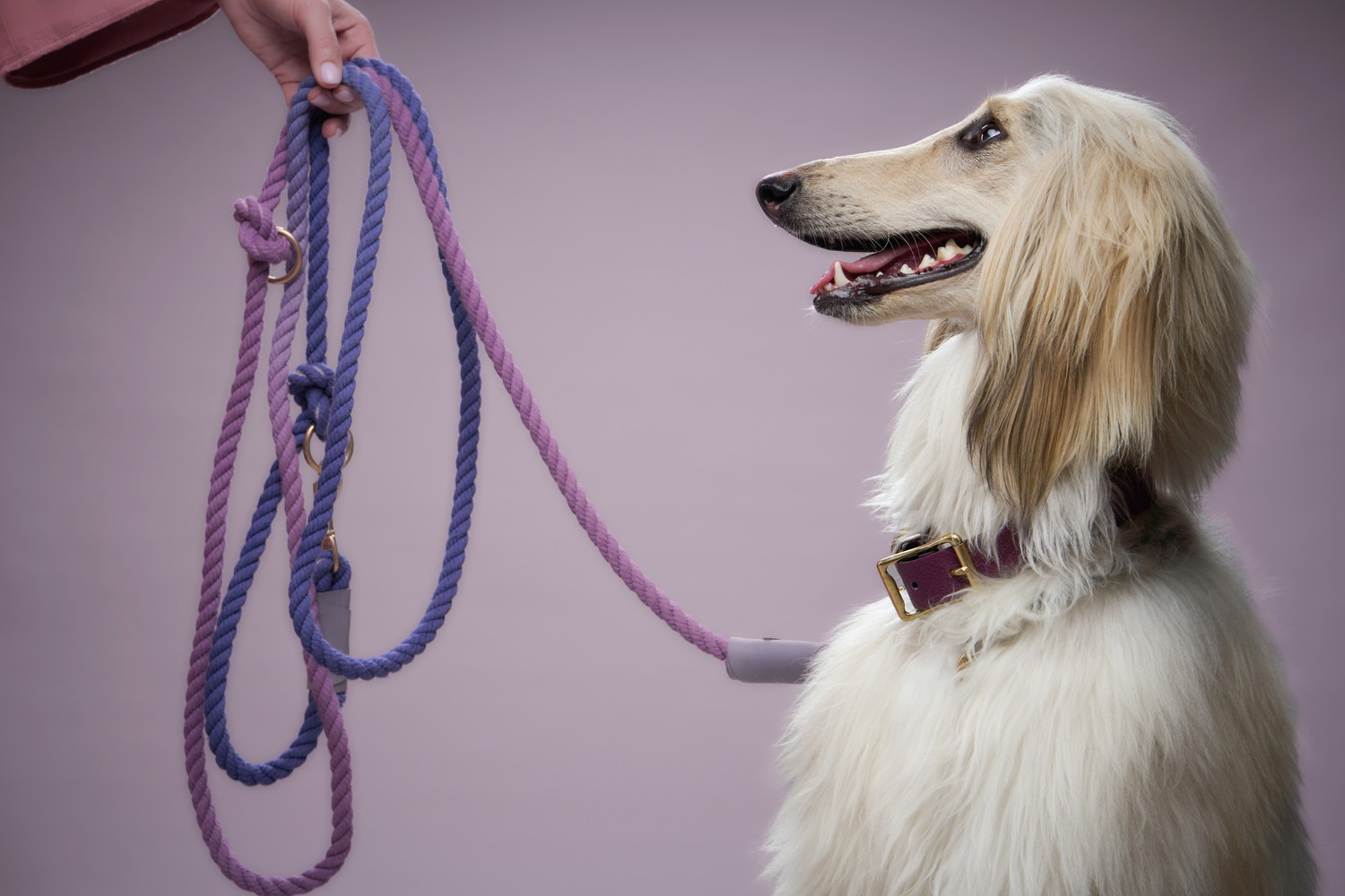 リードを持つ飼い主の手とアフガンハウンド