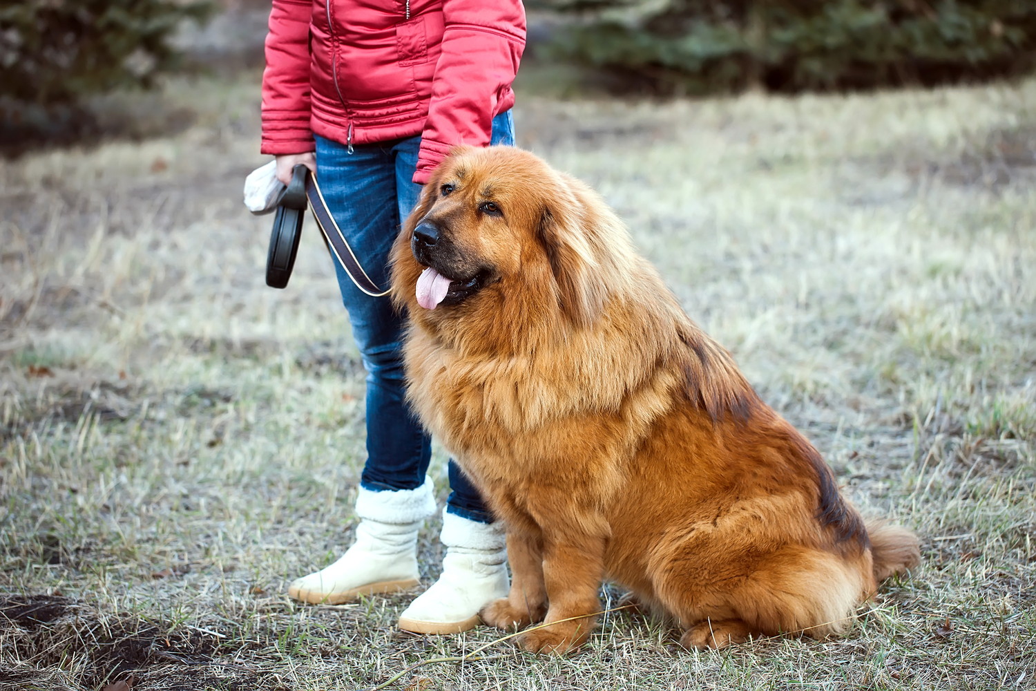 散歩中に飼い主の隣に座るチベタンマスティフ