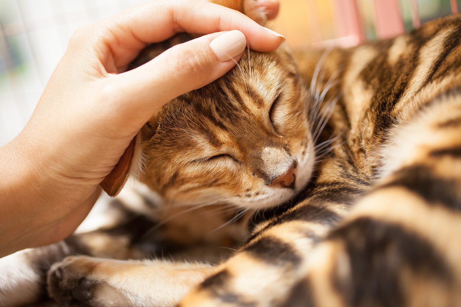飼い主に頭をなでられている猫