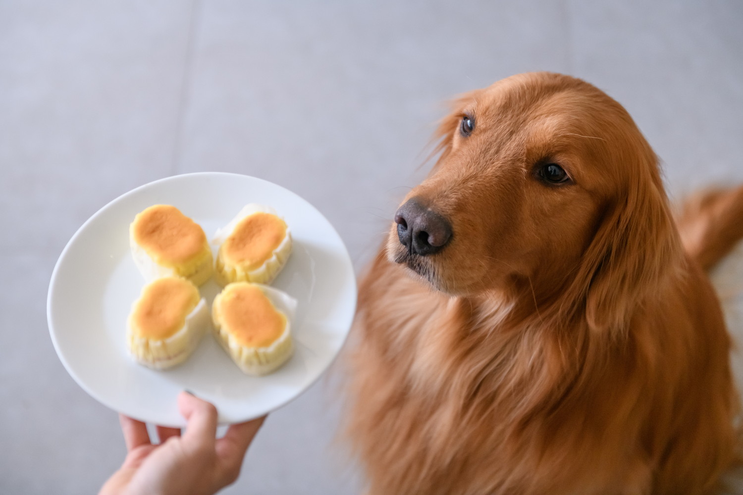 小さなチーズケーキが乗ったお皿を見つめる犬