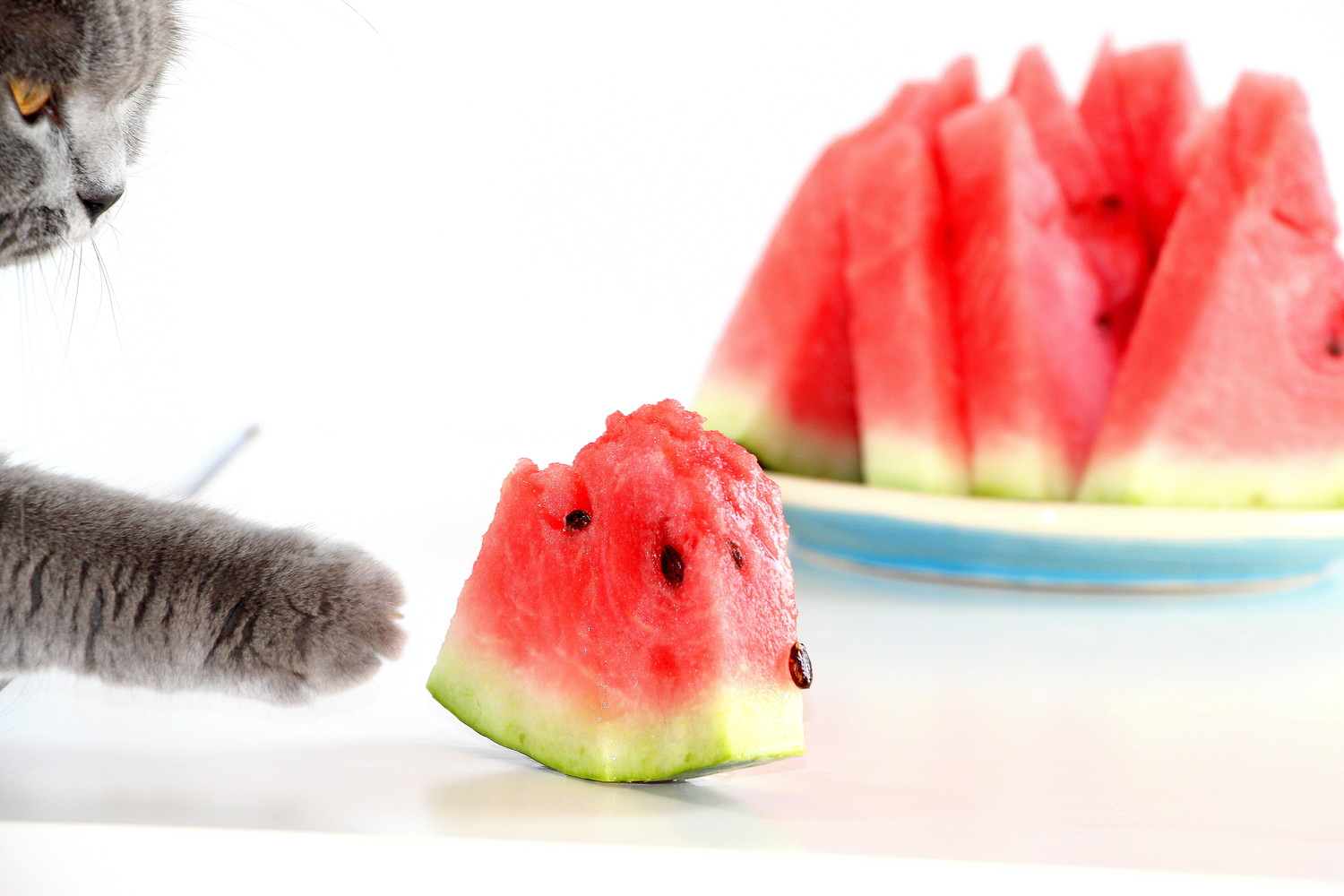 スイカの欠片に手を伸ばす猫