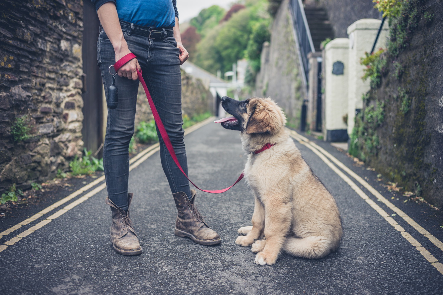 屋外でトレーニング中のレオンベルガーの子犬