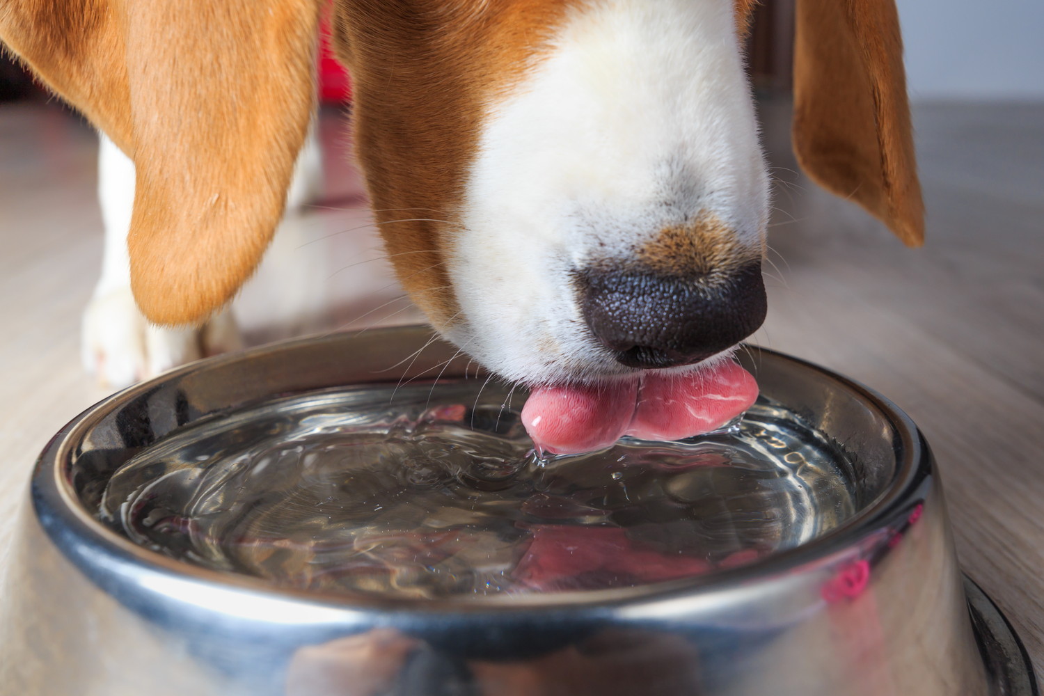 食器から水を飲んでいる犬の口元のアップ