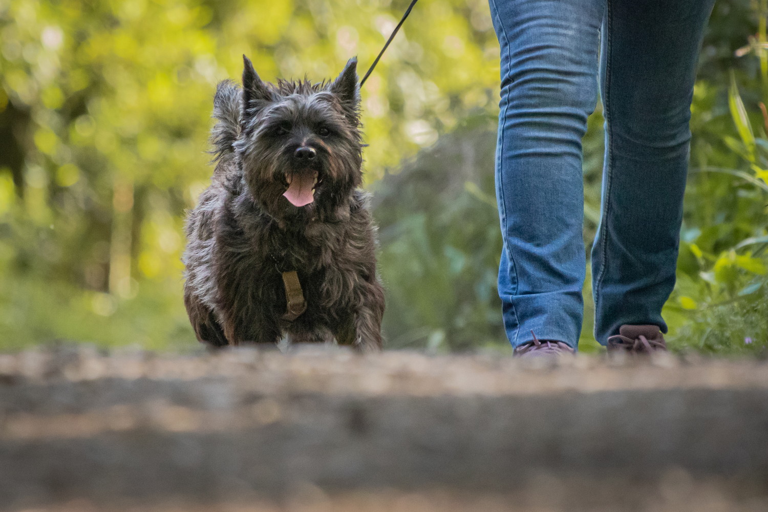 飼い主と散歩しているケアーンテリア