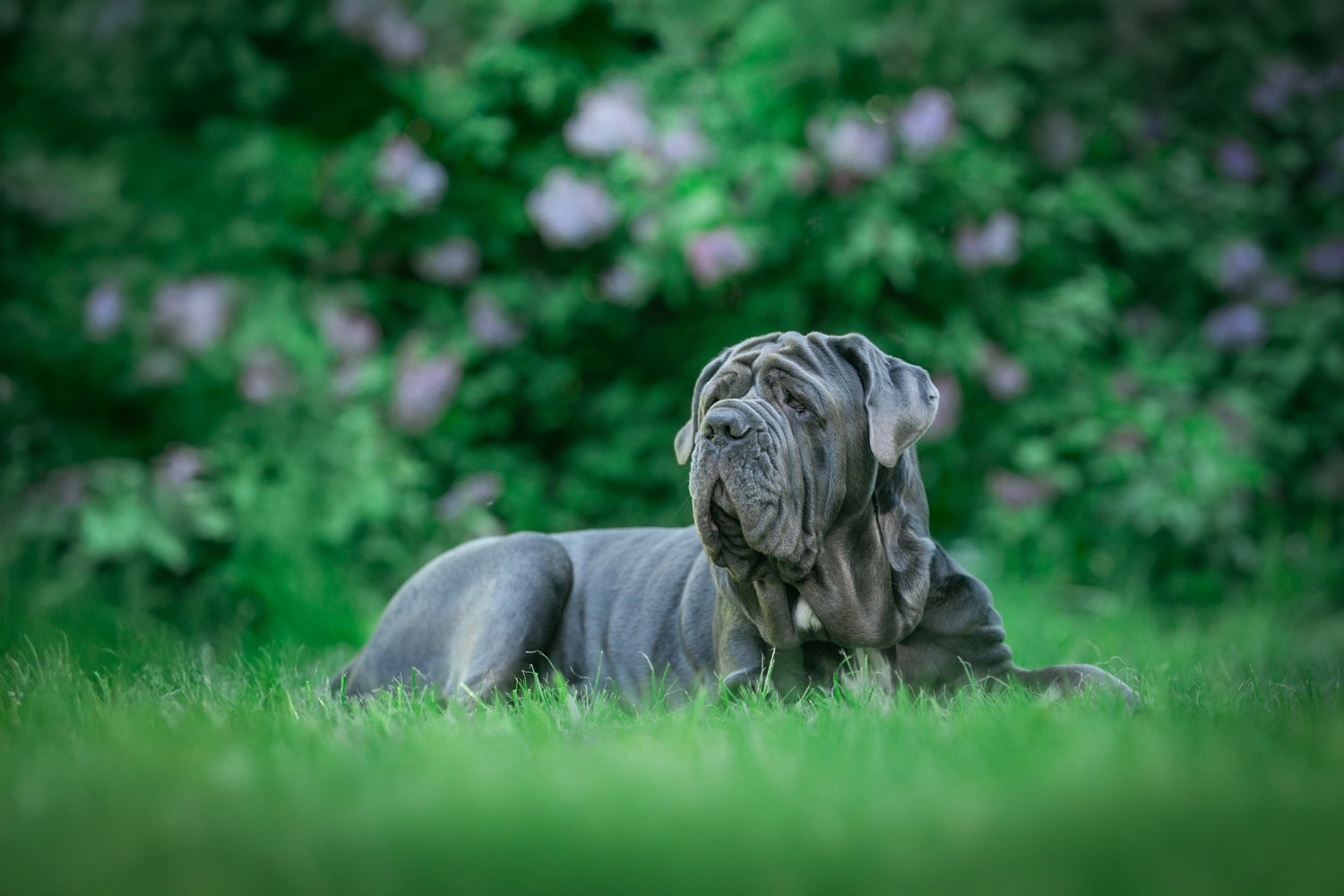 芝生の上に伏せて遠くを見るナポリタンマスティフ