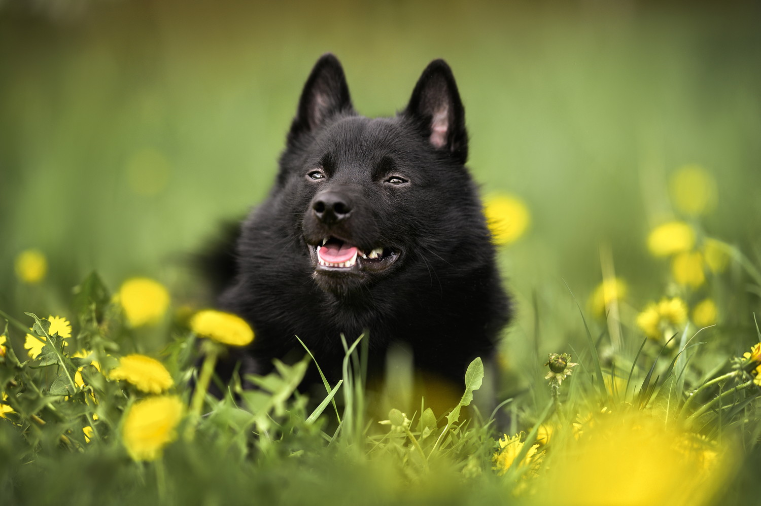 野花が咲く原っぱに伏せて遠くを見つめるスキッパーキ