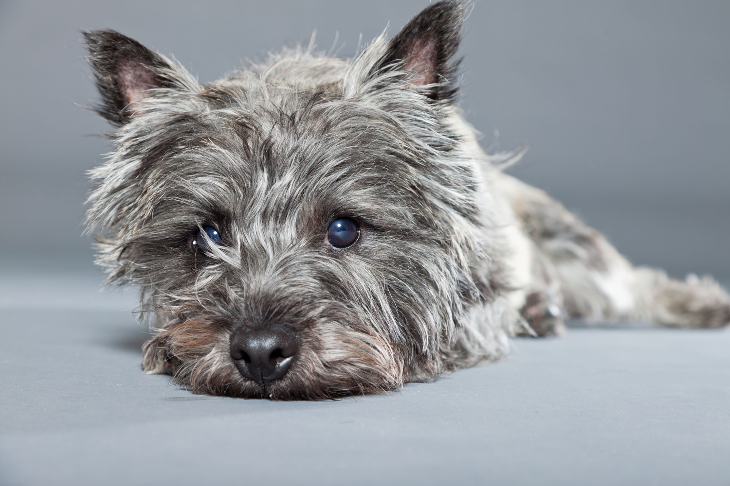 床に伏せて正面を見つめるケアーンテリア
