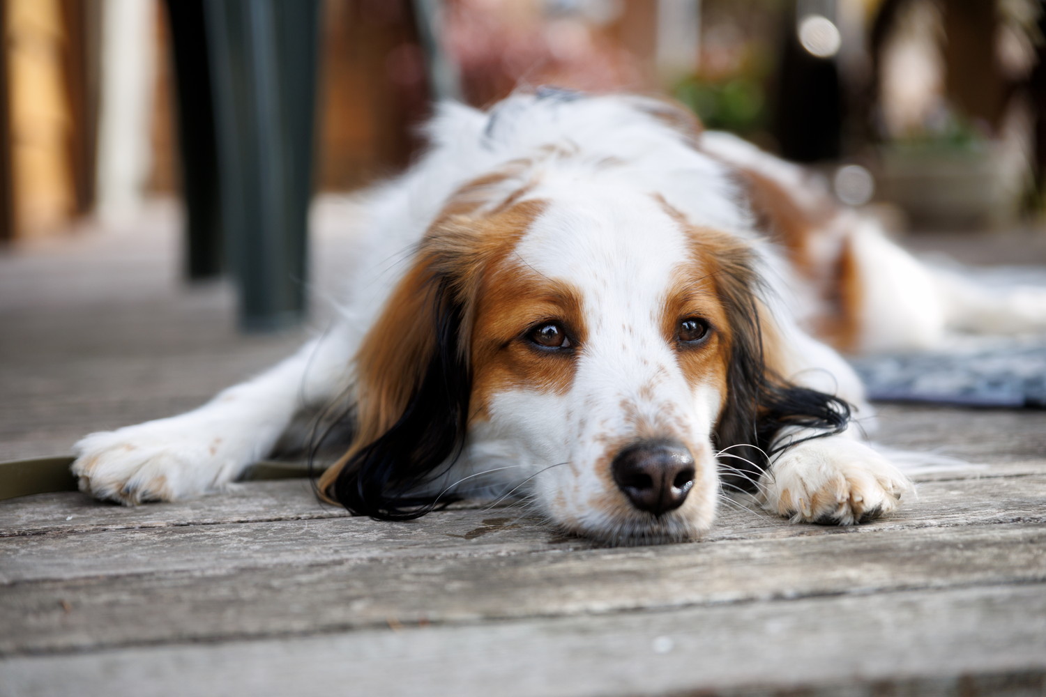 ウッドデッキで伏せるコーイケルホンディエ