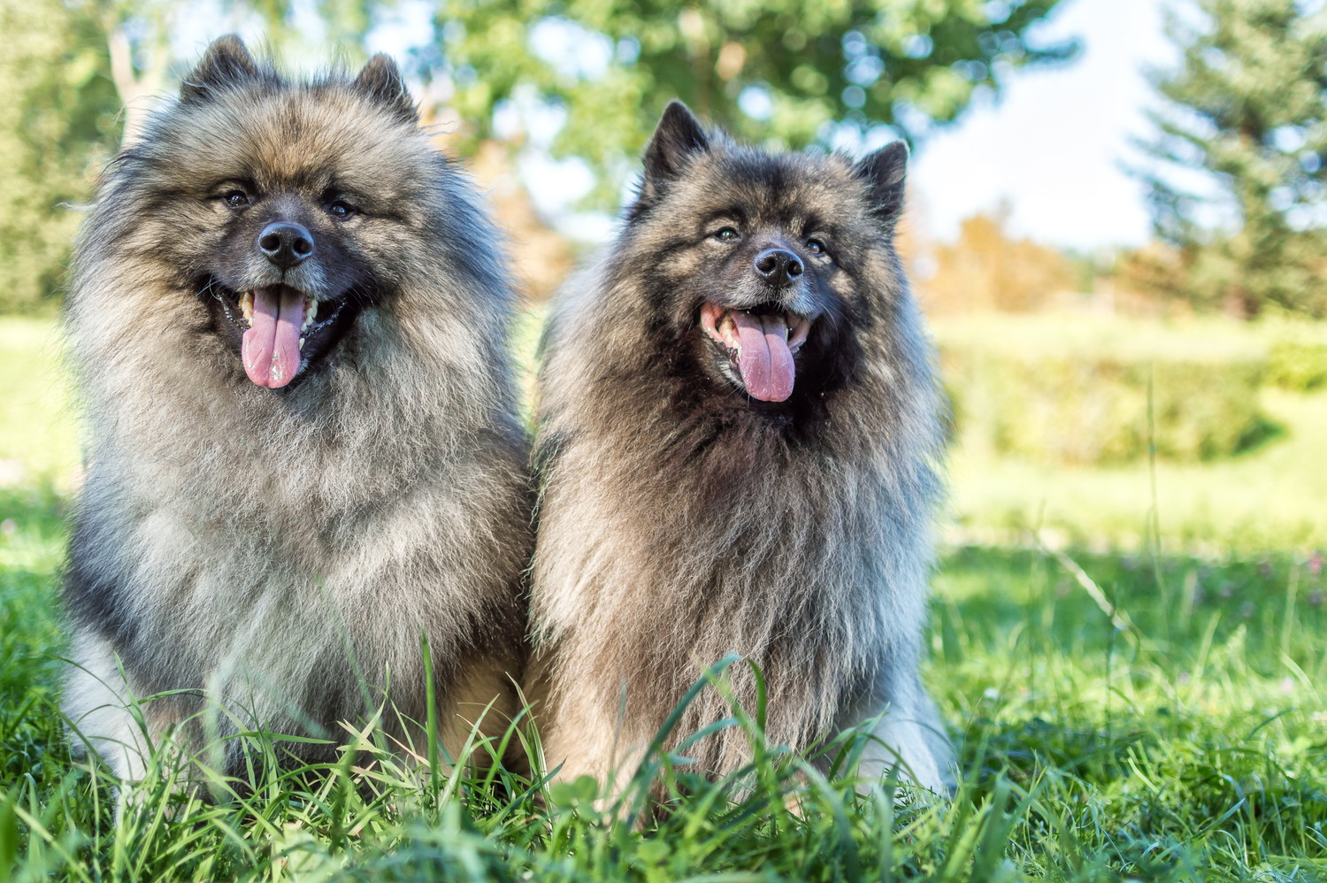 寄り添いあって座る2頭のキースホンド