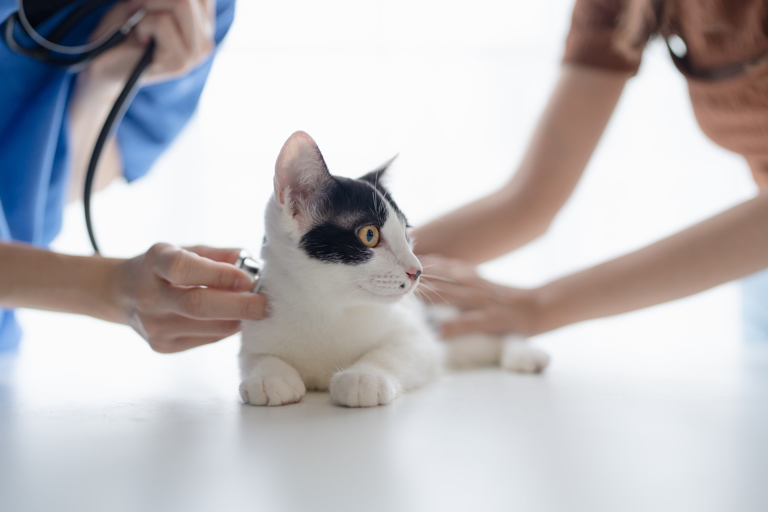 飼い主と一緒に獣医師の診察を受けている猫
