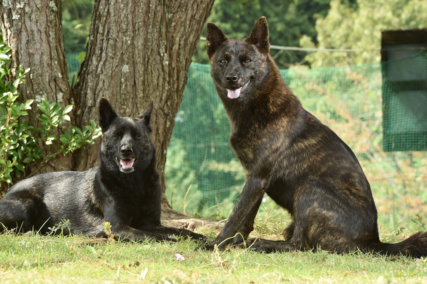 木陰で休む2頭の甲斐犬