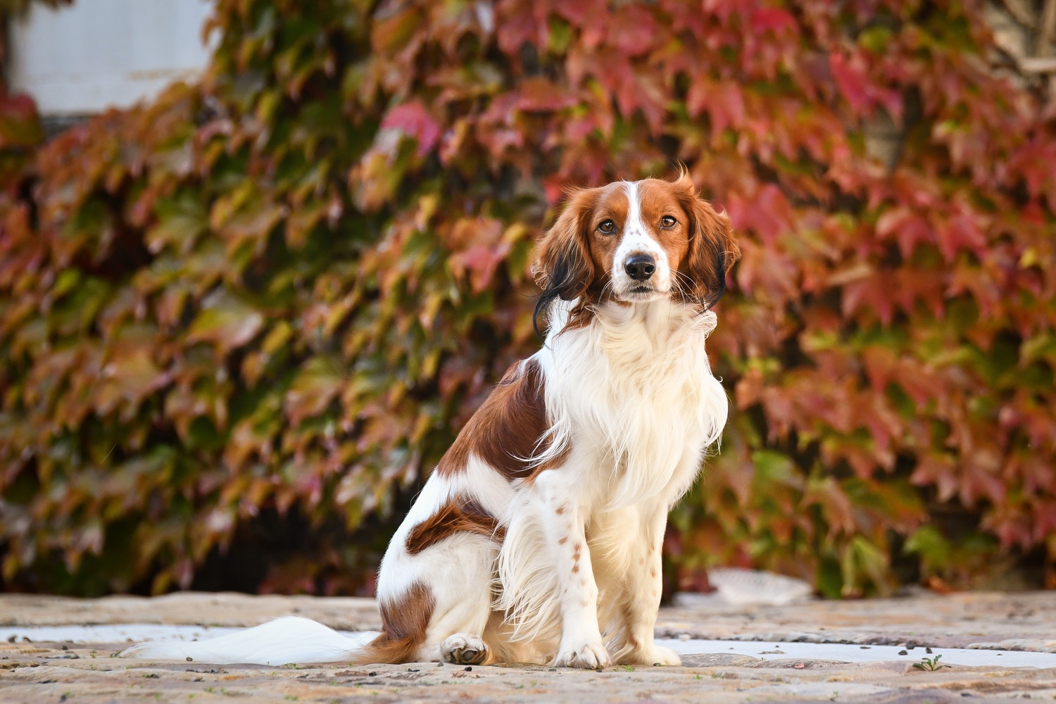 座って前を見つめるコーイケルホンディエ