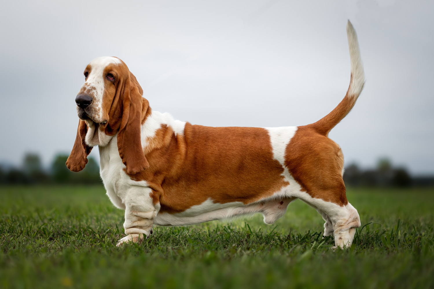 芝生の上で横向きに立つバセットハウンド