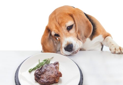 ステーキを見る犬