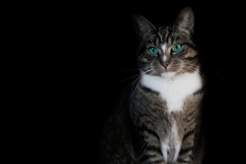 暗闇にいる猫