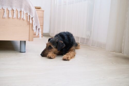 ぐったりするエアデールテリア