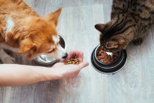 猫と犬の食事タイム