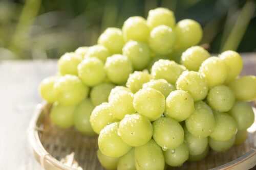 シャインマスカット