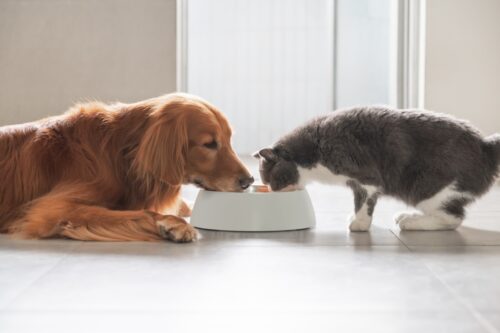 猫のご飯を欲しがる犬