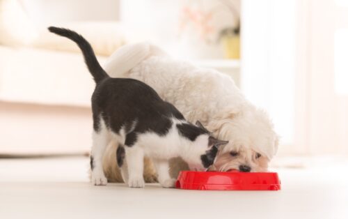 猫と犬がご飯を食べている様子