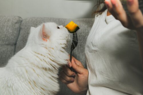 猫にかぼちゃをあげる人