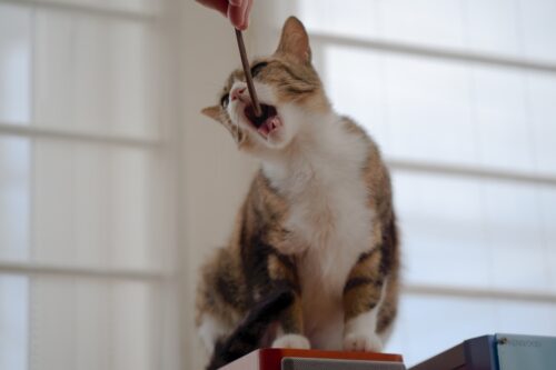 おやつを食べる猫