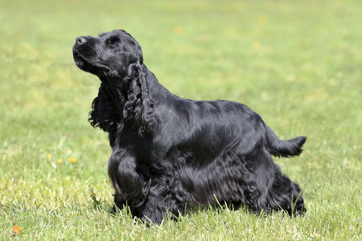 芝生の上で横向きに立つイングリッシュ・コッカー・スパニエル