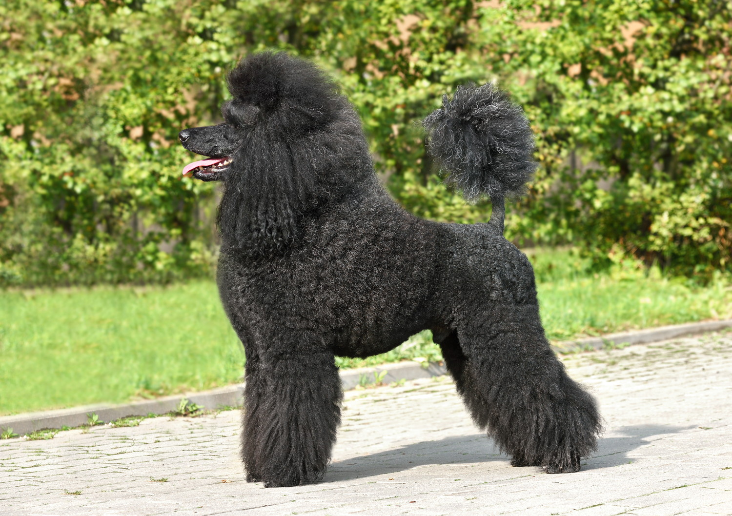 横向きに立っているミディアム・プードル