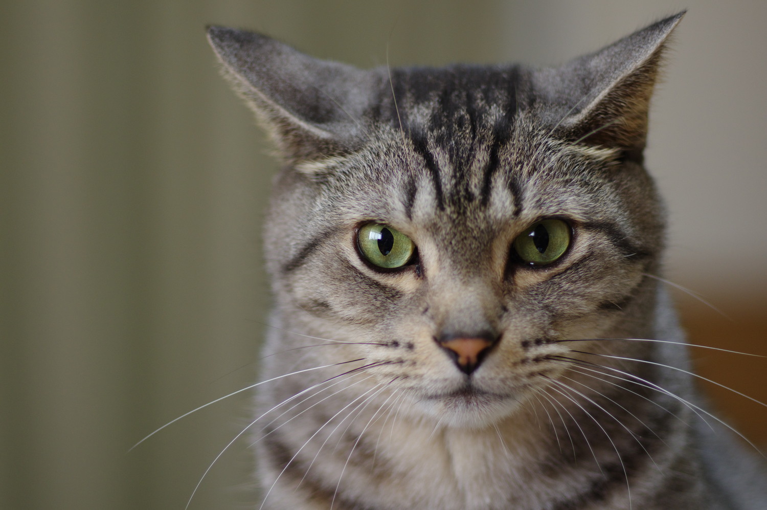 真剣な表情で正面を見つめる猫のアップ