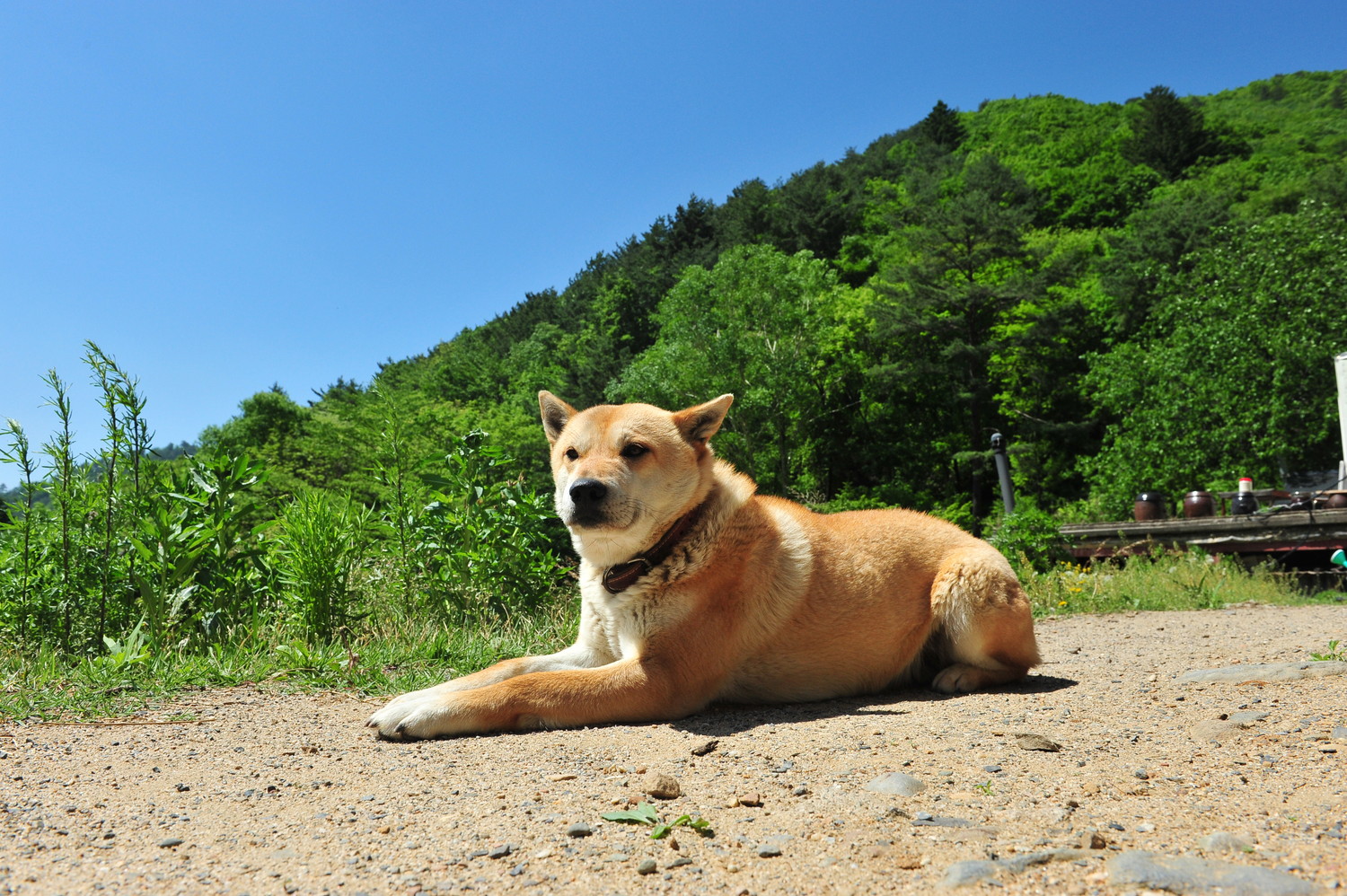 地面に伏せてくつろぐ珍島犬