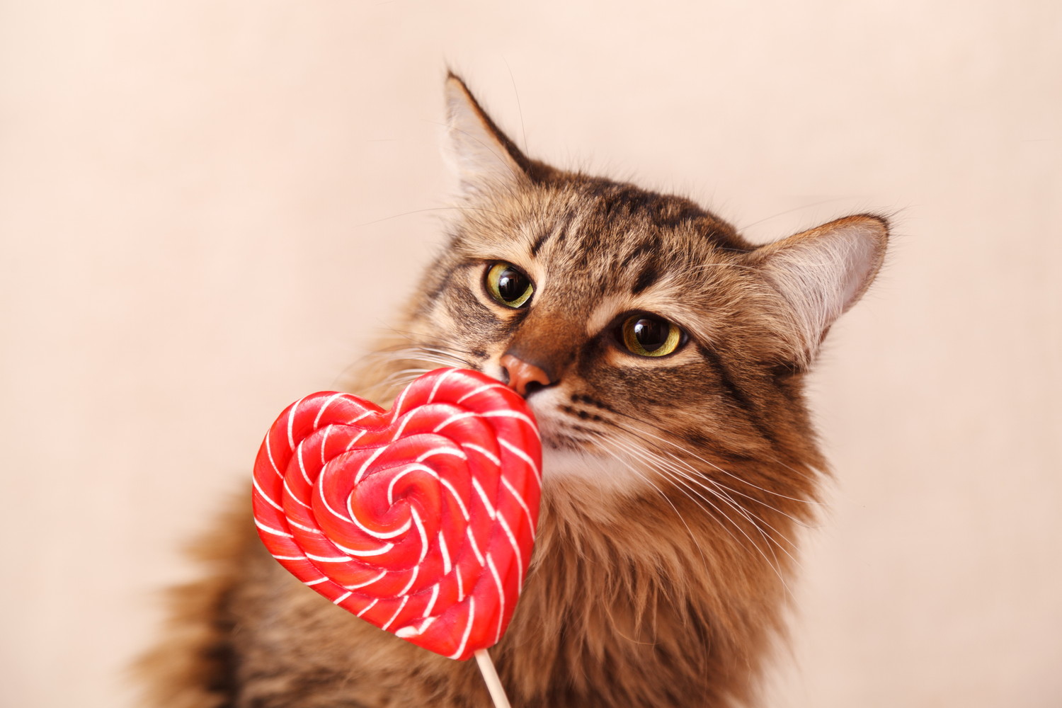 ハート型の棒付き飴の匂いを嗅いでいる猫