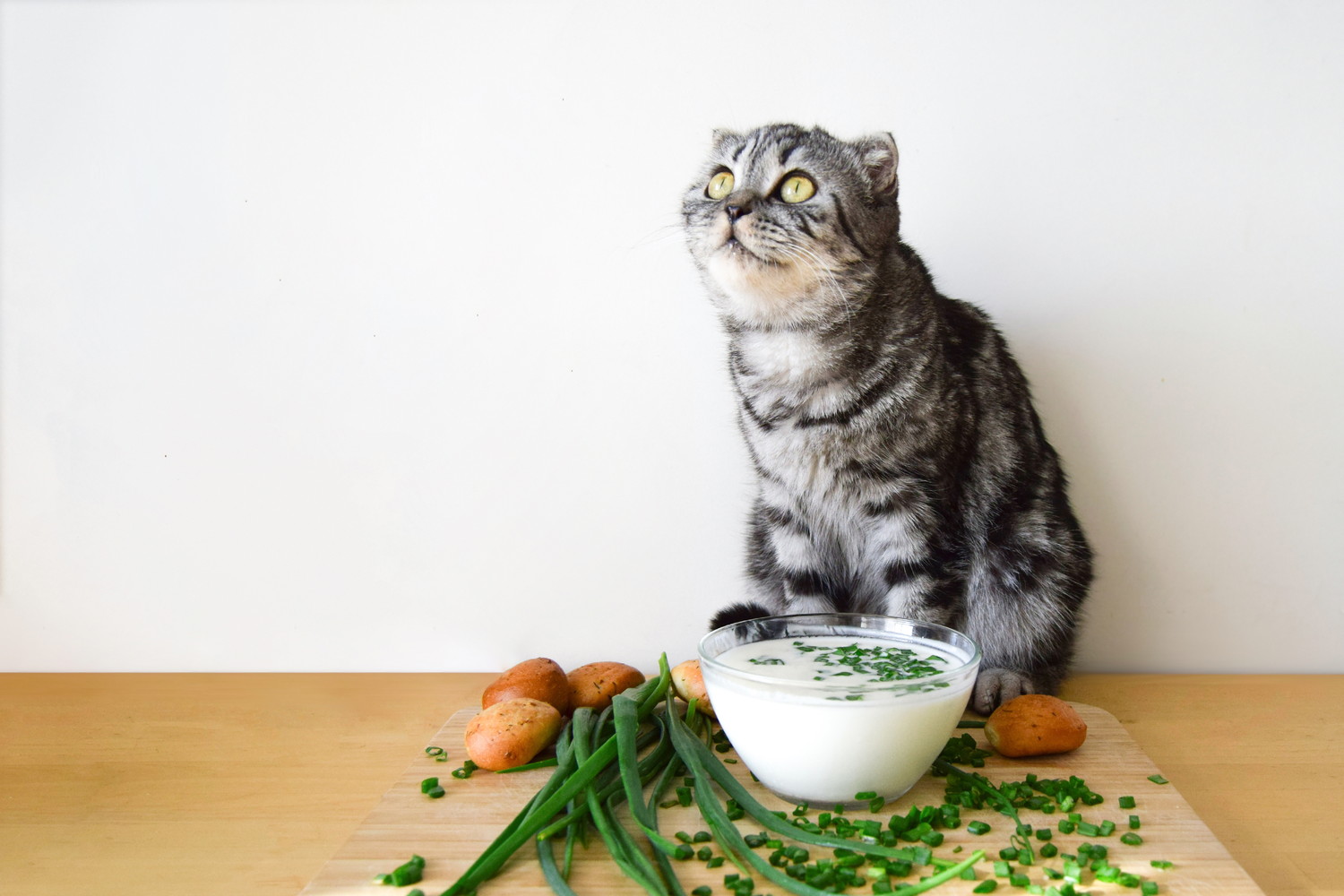 調理途中のネギ料理のそばに座る猫