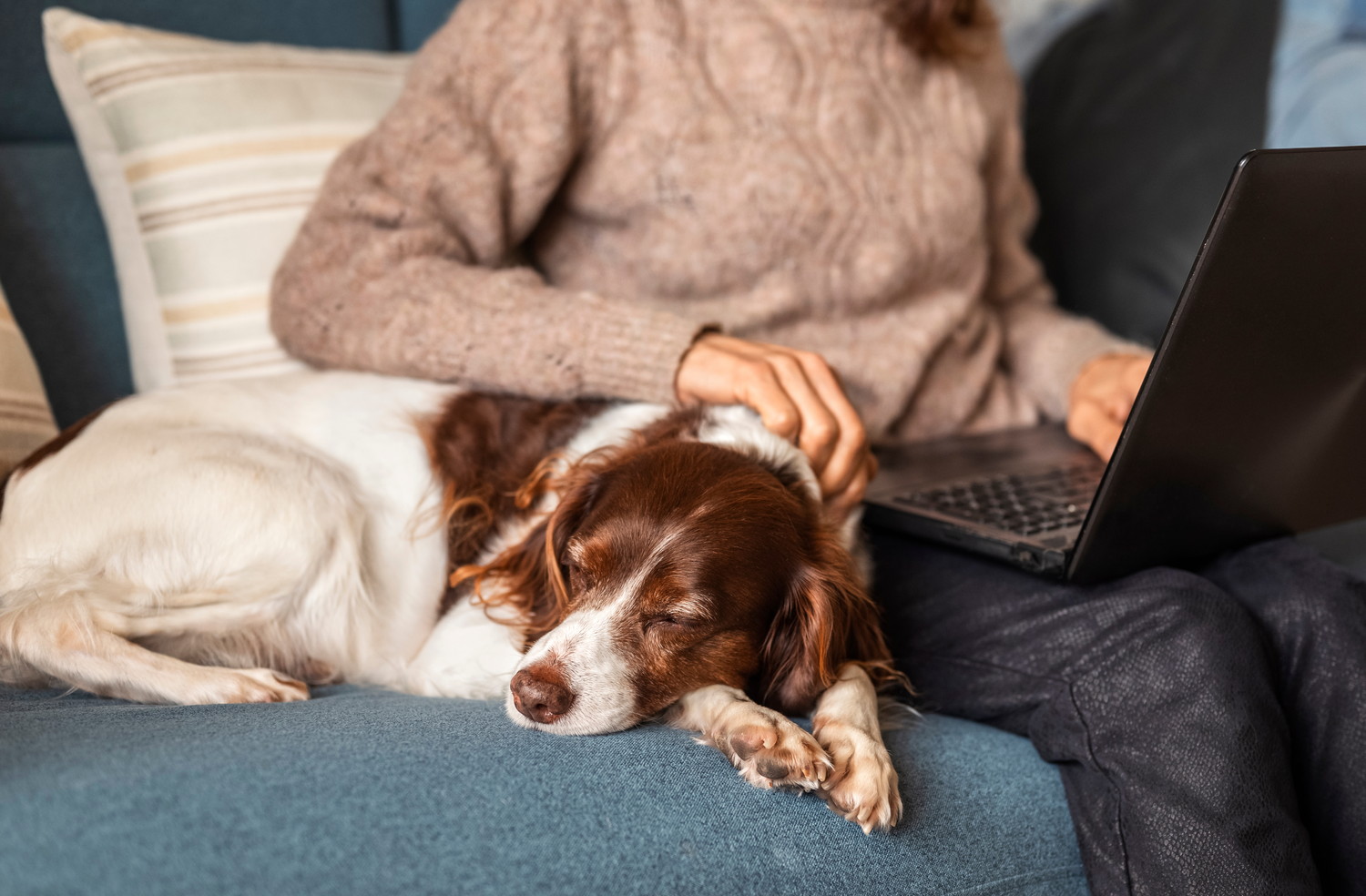 仕事をする飼い主の隣でくつろぐブリタニー・スパニエル