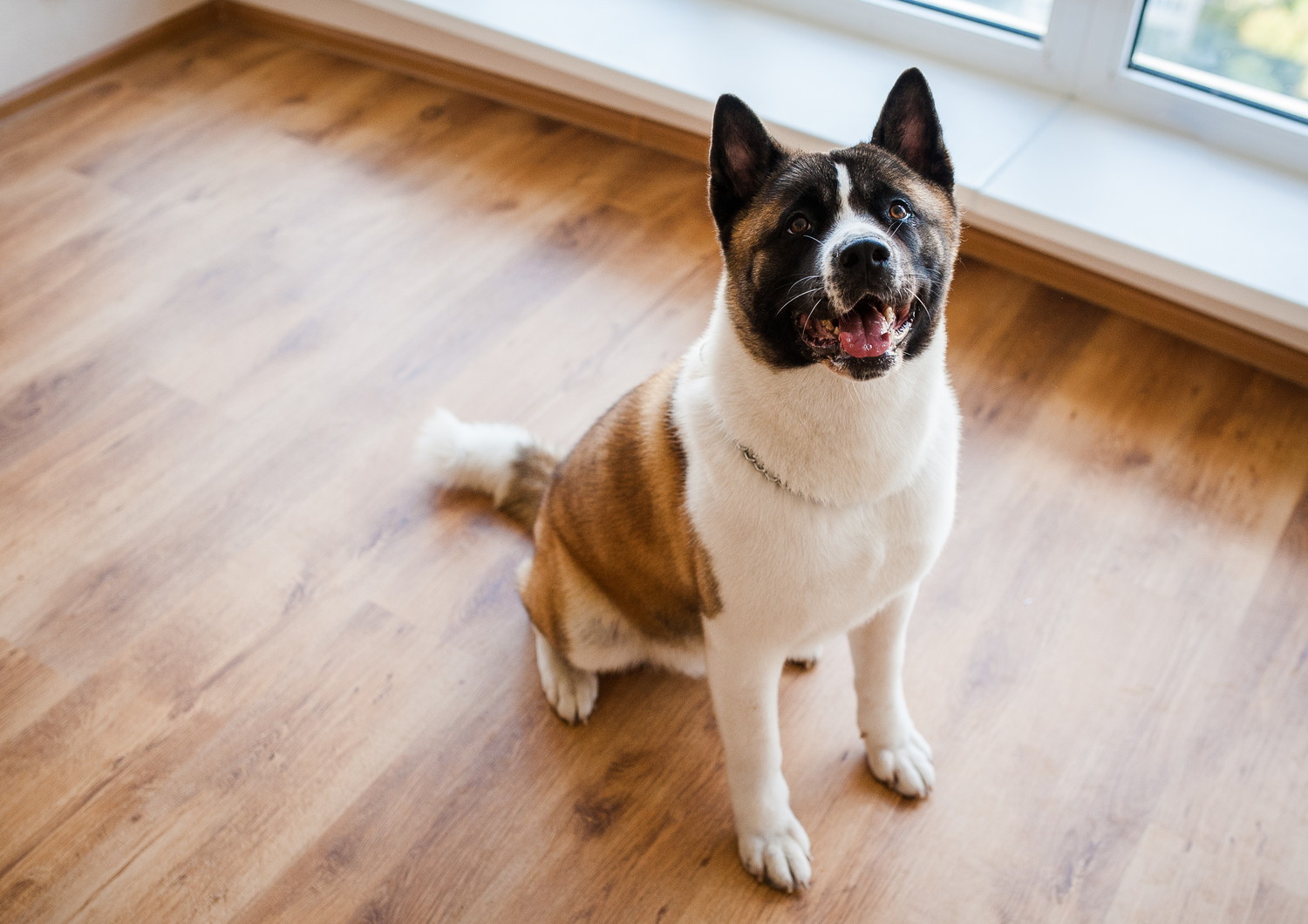 床に座って穏やかな表情を浮かべるアメリカン・アキタ