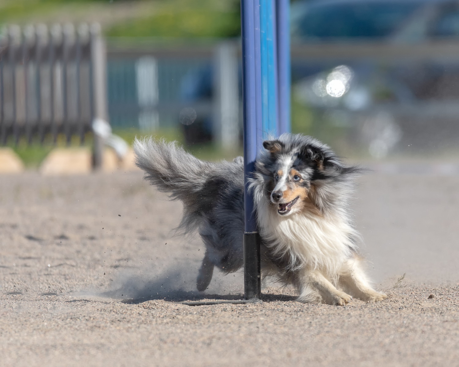 アジリティを楽しむシェットランド・シープドッグ