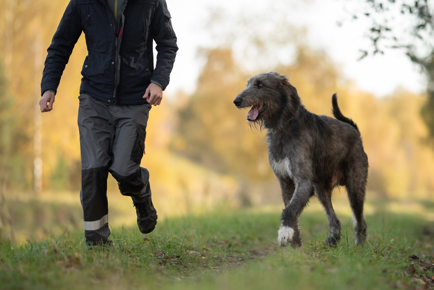 飼い主と一緒に走るアイリッシュ・ウルフハウンド